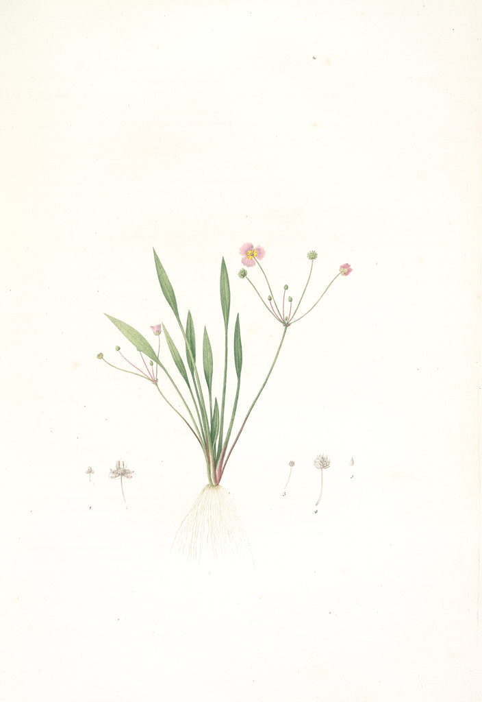 Detail of Alisma ranunculo'ides, Fluteau renonculé, Lesser waterplantain by Pierre Joseph Redouté