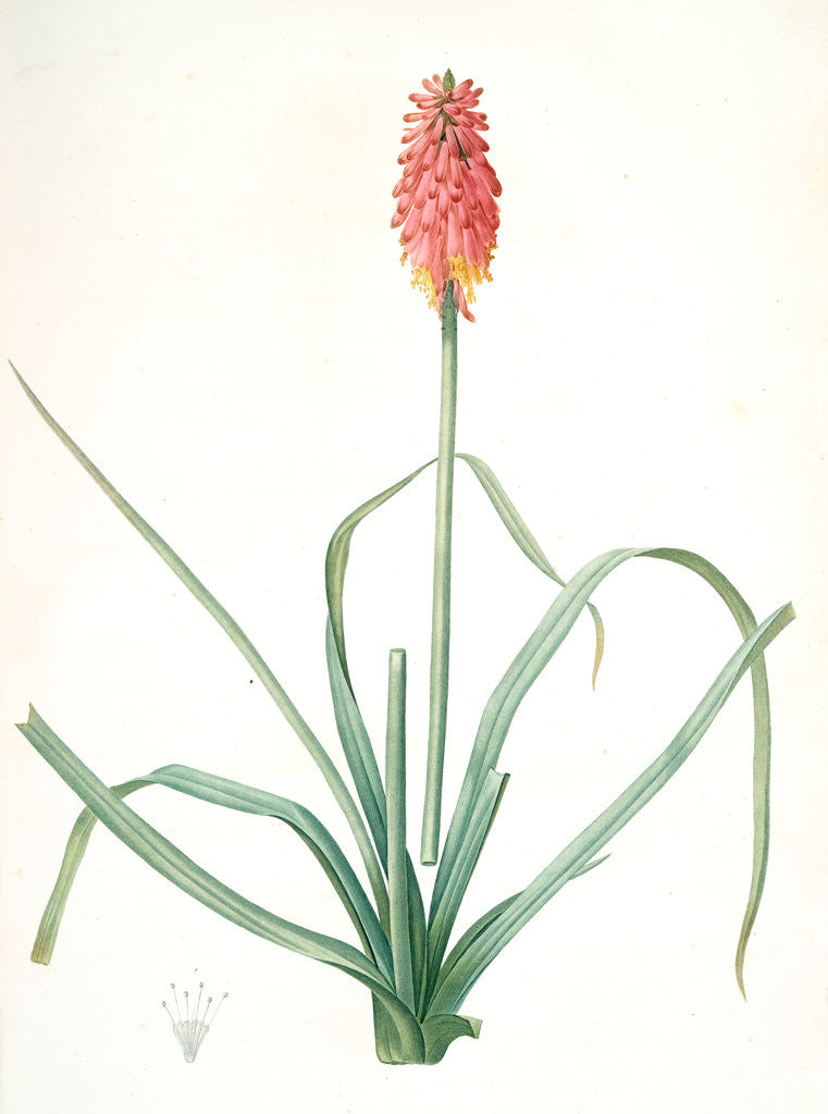 Detail of Tritoma media, Kniphofia sarmentosa; Tritoma intermédiaire, Glaucous-leaved Tritoma by Pierre Joseph Redouté