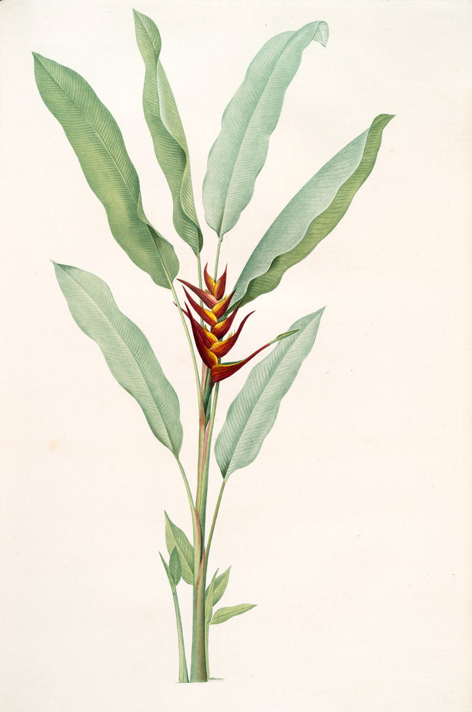 Detail of Heliconia humilis, Héliconia à petite tige; Lobster Claw (leaves) by Pierre Joseph Redouté
