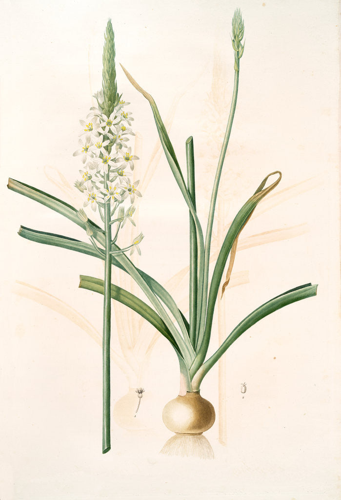 Detail of Ornithoga­lum trigynum, Ornithogalum narbonense; Ornithogale à trois styles by Pierre Joseph Redouté