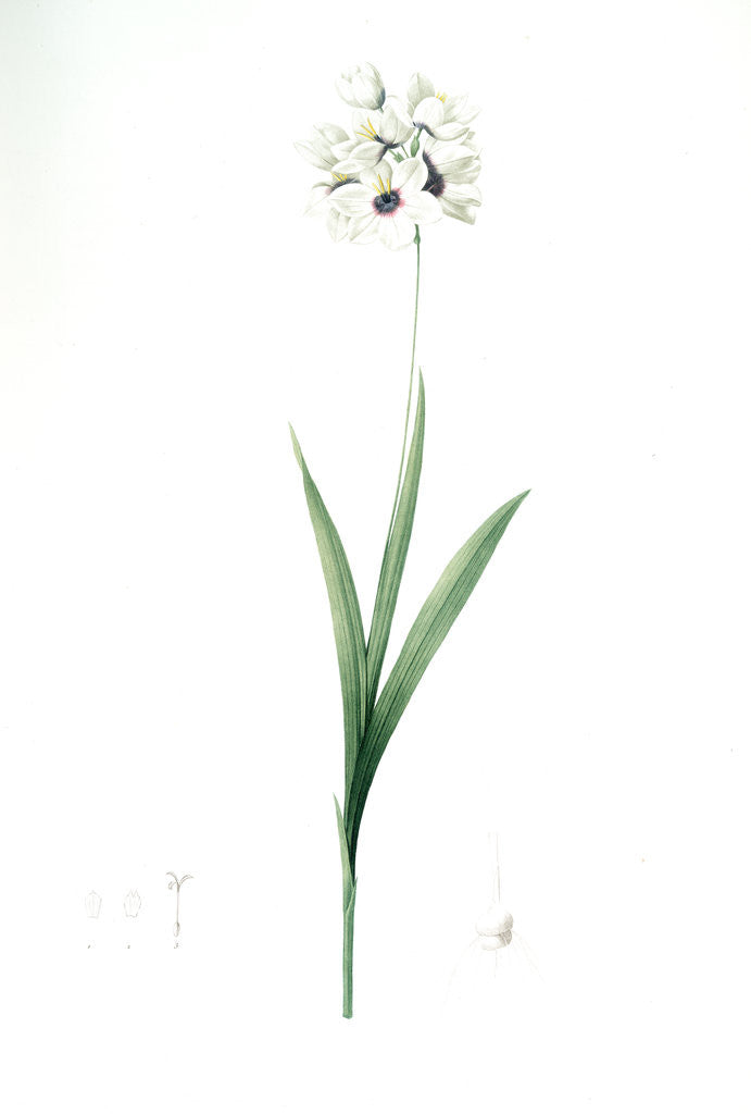 Detail of Ixia maculata, Ixia tachée, African cornlily by Pierre Joseph Redouté