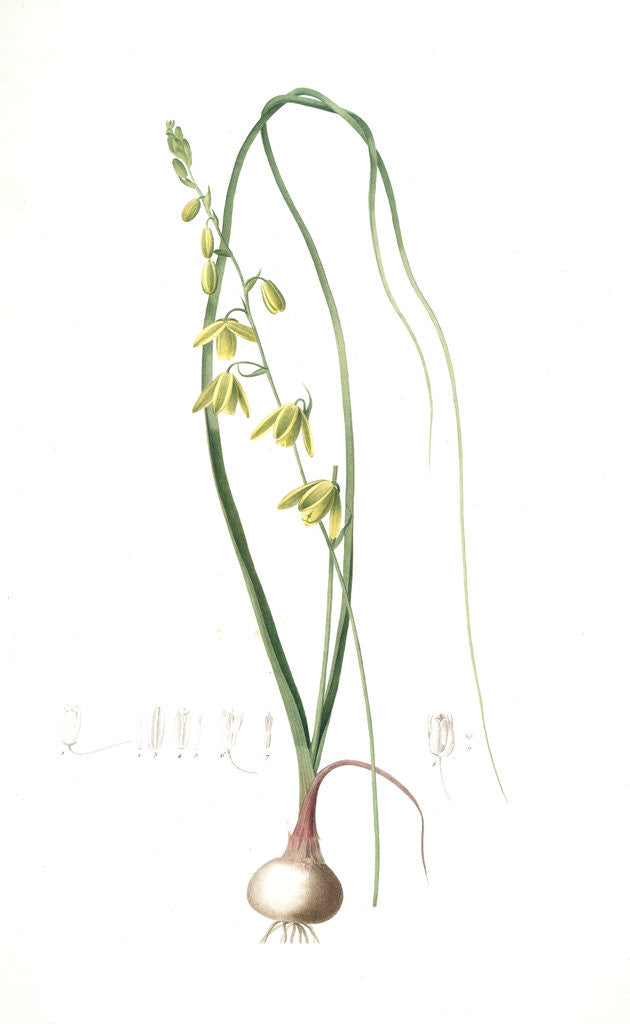 Detail of Albuca minor, Albuca jaunâtre, Sentry in the Box by Pierre Joseph Redouté