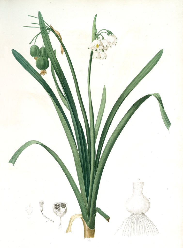 Detail of Leucoium aestivum, Leucojum aestivum; Nivéole d'été; Summer Snowflake by Pierre Joseph Redouté