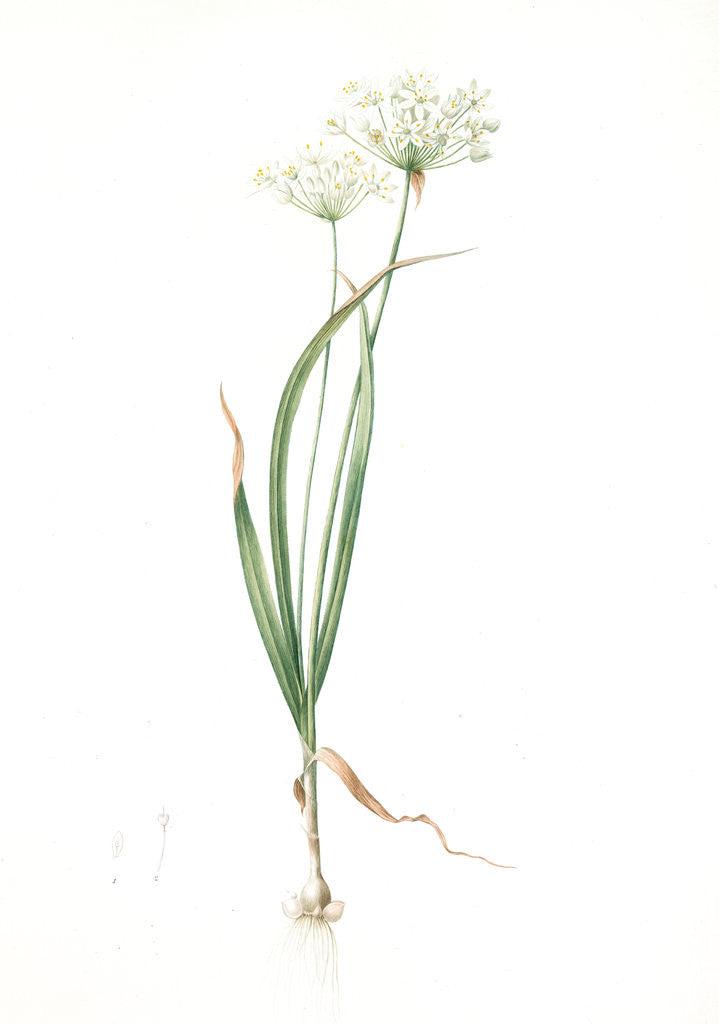 Detail of Allium ciliare, Allium subhirsutum; Ail à feuilles ciliées, Cilié garlic by Pierre Joseph Redouté