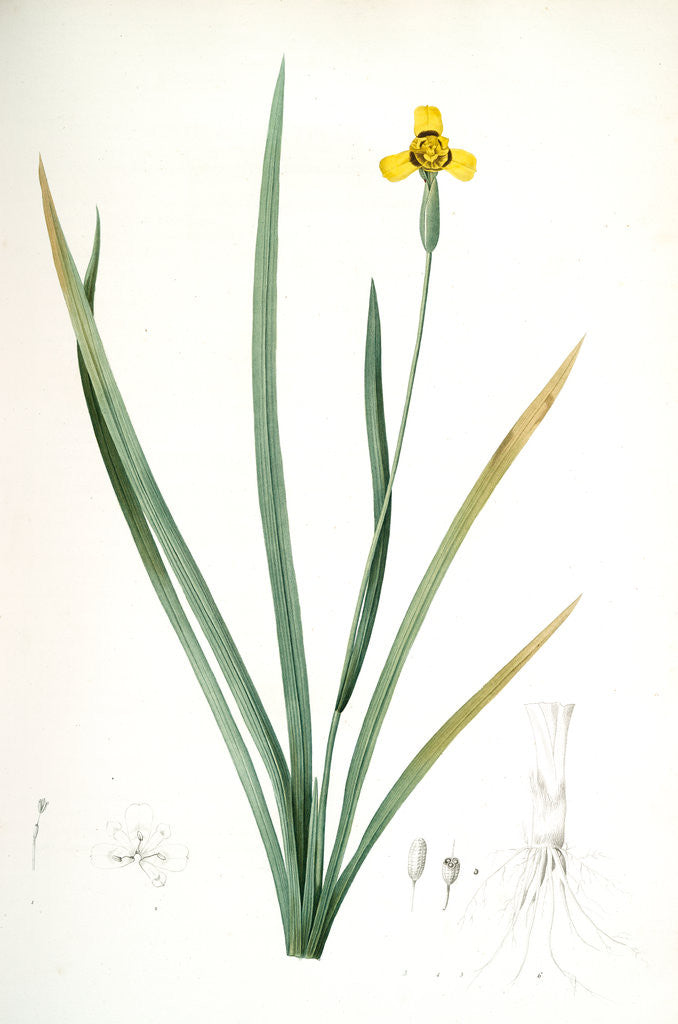Detail of Iris martinicensis, Trimeza lurida; Iris de Martinique, Martinico Iris by Pierre Joseph Redouté