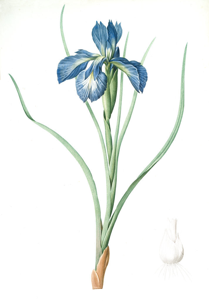 Detail of Iris xyphioides, Iris faux-xyphium; English Iris by Pierre Joseph Redouté