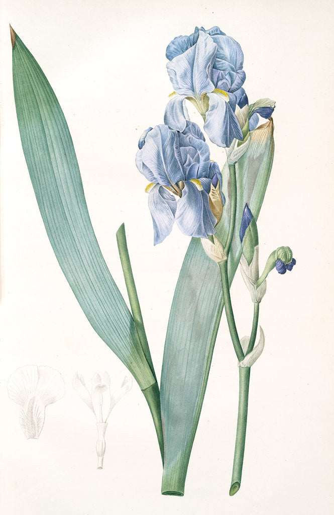 Detail of Iris pallida, Iris pâle, Dalmatian Iris; Sweet Iris; Orris; Fragrant Iris by Pierre Joseph Redouté