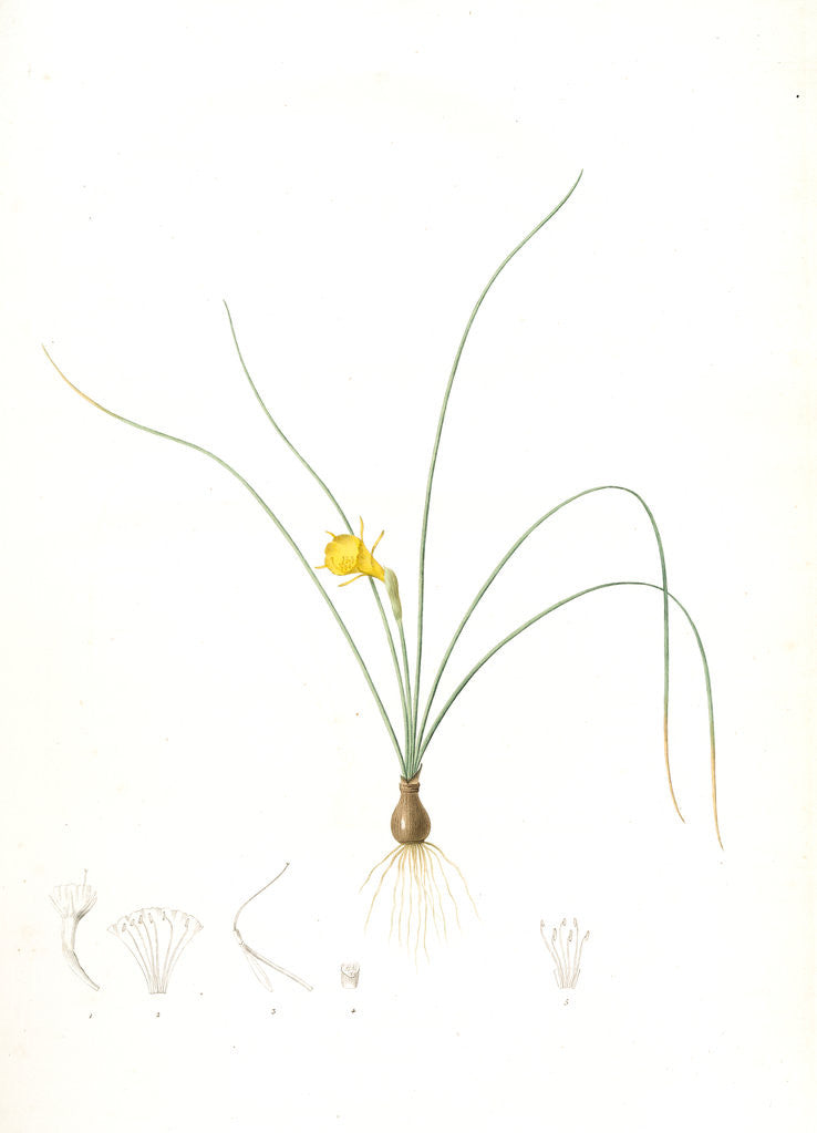 Detail of Narcissus tenuifolius, Narcissus à feuilles menues by Pierre Joseph Redouté