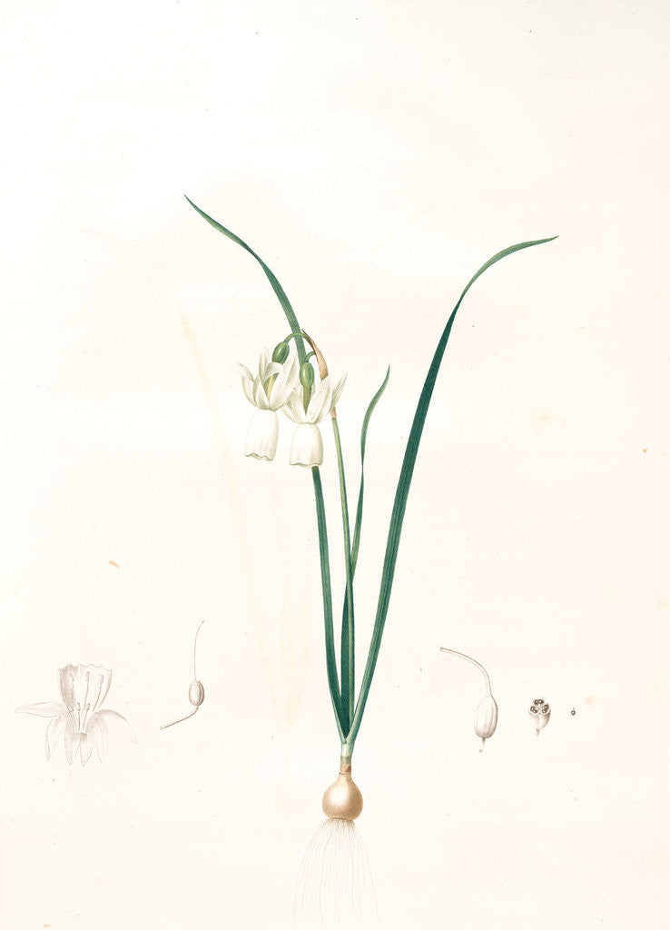 Detail of Narcissus calathinus, Narcissus triandrus; Narcisse à grande coupe, Angel's tears; Daffodil by Pierre Joseph Redouté