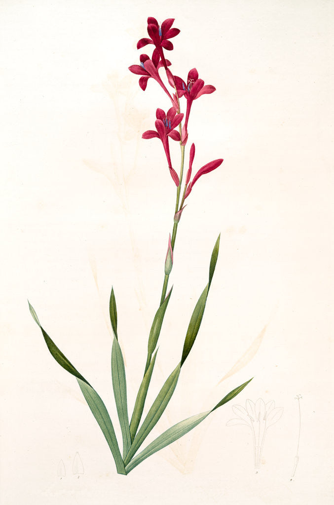 Detail of Gladiolus strictiflorus, Watsonia humilis; Glaïeul à flleurs droites by Pierre Joseph Redouté