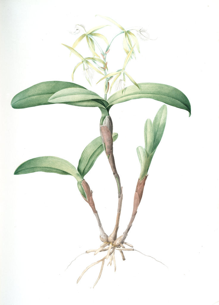 Detail of Epidendrum ciliare, Epindenre á longs ciils, Spider orchid; Fringed star orchid by Pierre Joseph Redouté