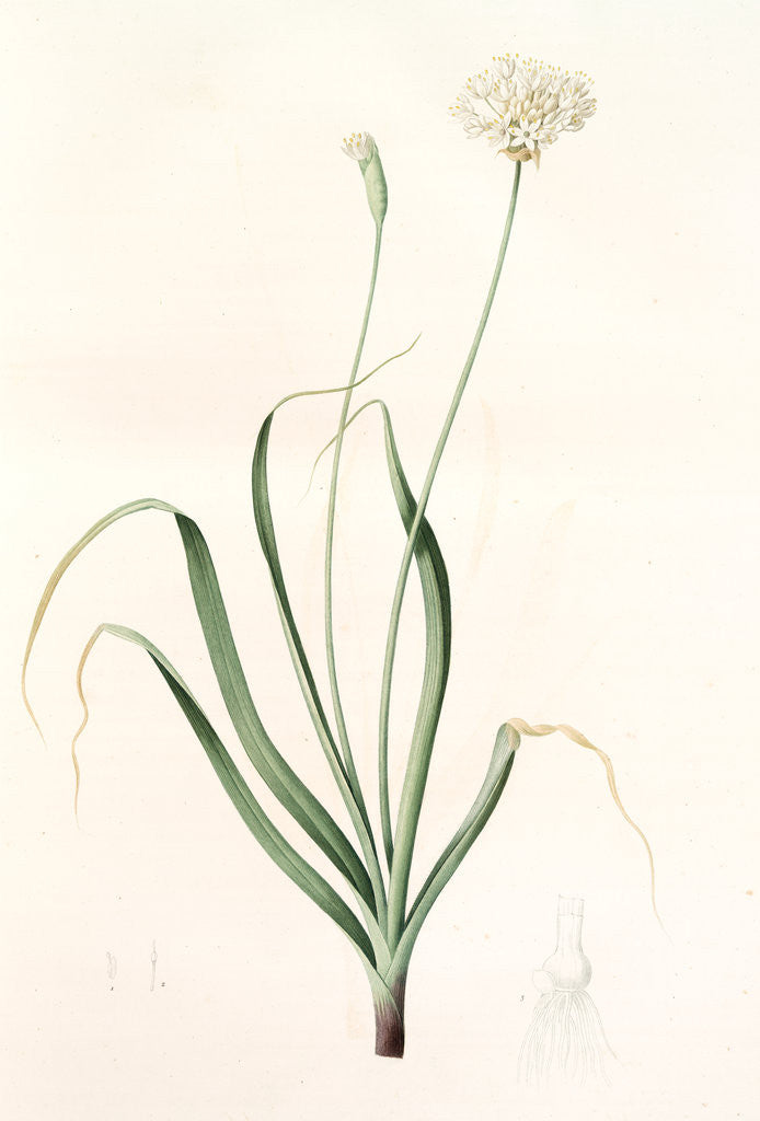 Detail of Allium subhirsutum, Ail velu, Hairy garlic by Pierre Joseph Redouté