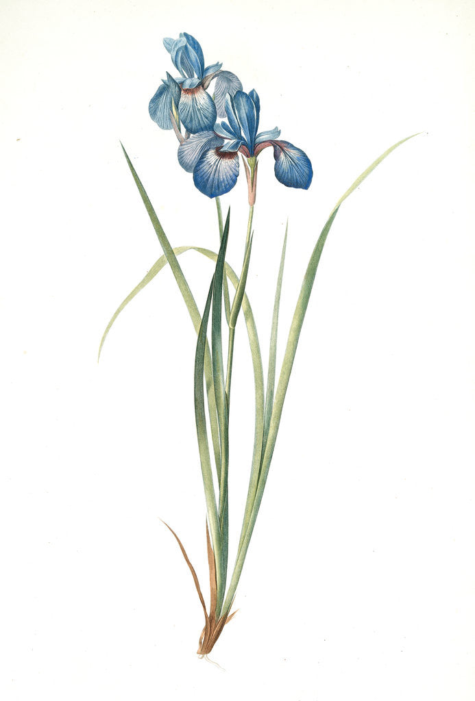 Detail of Iris pratensis, Iris de Prés by Pierre Joseph Redouté