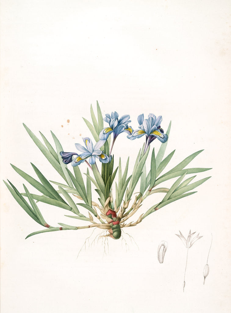 Detail of Iris cristata, Iris à crète; Dwarf Crested Iris by Pierre Joseph Redouté