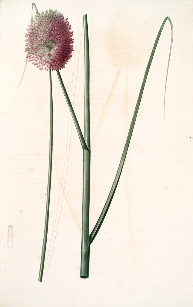 Detail of Allium sphaerocephalon, Allium sphaerocephalum; Ail à téte ronde, Drumsticks; Ornamental Onion by Pierre Joseph Redouté