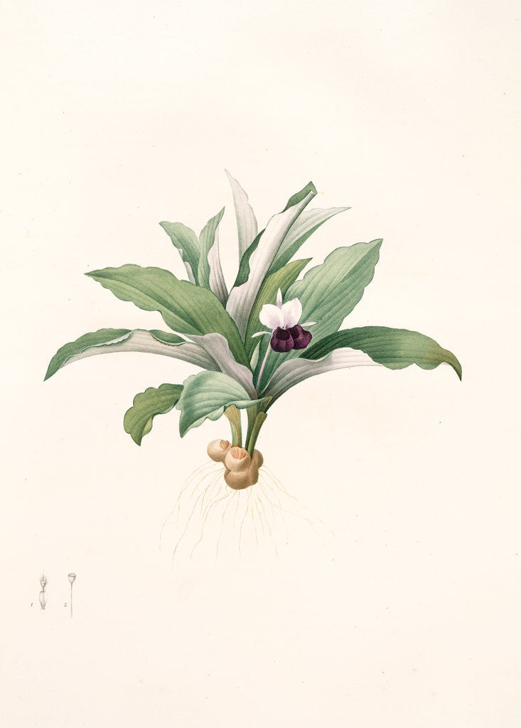 Detail of Kaempferia angustifolia, Kempférie galanga, Narrow-leaf peacock ginger by Pierre Joseph Redouté