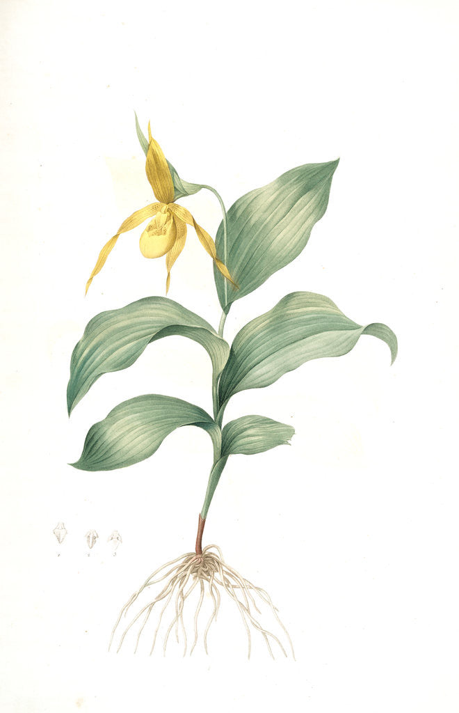 Detail of Cypripedium flavescens, Cypripedium Calceolus var. pubescens; Sabot à fleur jaune; American Lady-Slipper, Nerve root by Pierre Joseph Redouté