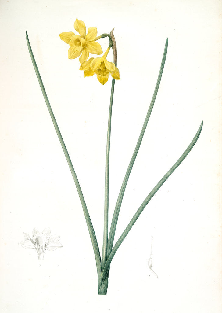 Detail of Narcissus odorus, Narcissus odorant, Sweet-scented Jonquil, Great Jonquil by Pierre Joseph Redouté