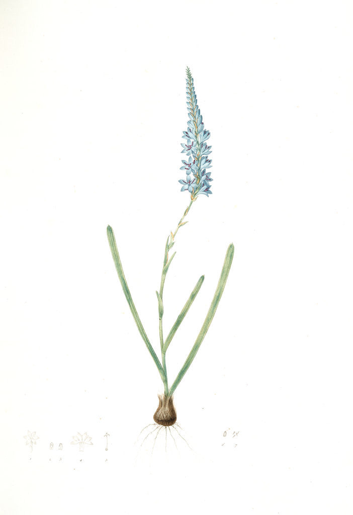 Detail of Ixia cepacea, Ixia à feuilles d'oignon by Pierre Joseph Redouté