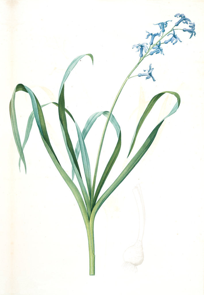 Detail of Hyacinthus orientalis, Jacinthe orientale, Common Hyacinth by Pierre Joseph Redouté