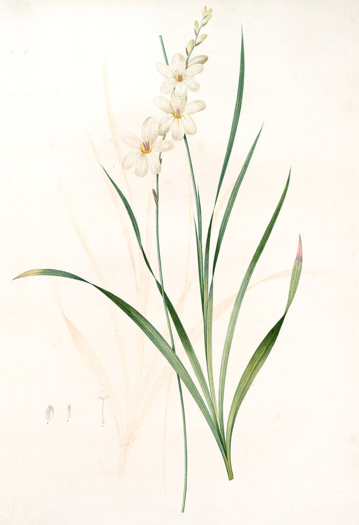 Detail of Gladiolus lineatus, Tritonia lineata; Glaïeul rayé by Pierre Joseph Redouté