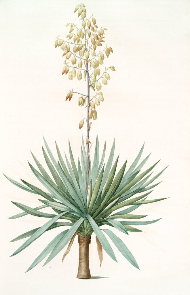 Detail of Yucca gloriosa, Yucca a feuilles entieres; Palm Lily or Spanish Dagger (signed) by Pierre Joseph Redouté