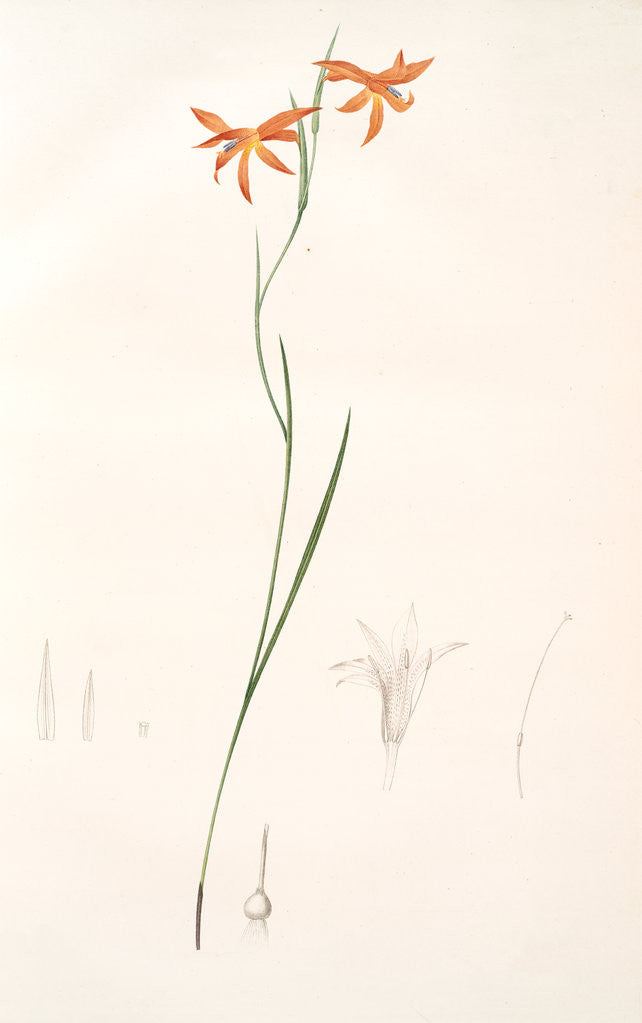 Detail of Gladiolus Watsonius, Glaïeul à fleurs de Watsonie, Watson's Corn-flag by Pierre Joseph Redouté