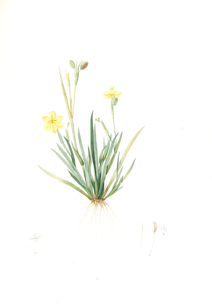 Detail of Sisyrinchium convolutum, Bermudienne roulée, Eyed Grass, Yellow by Pierre Joseph Redouté