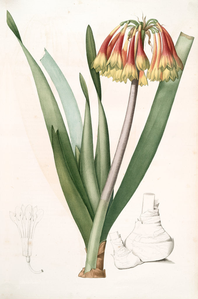 Detail of Cyrtanthus obliquus, Cyrtanthe oblique, Fire-Lily by Pierre Joseph Redouté