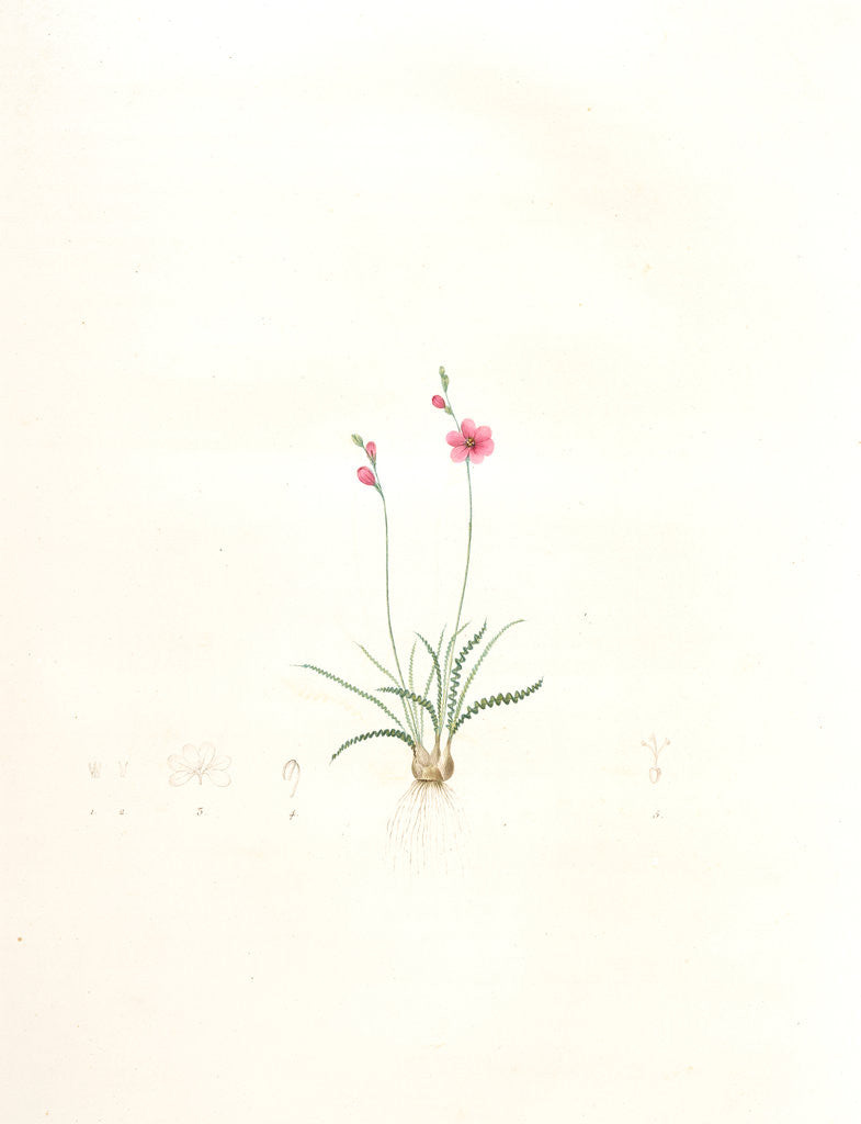 Detail of Ixia crispa, Tritonia undulata; Ixia à feuilles crépues, Curled-leaved Ixia by Pierre Joseph Redouté