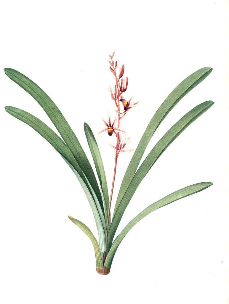 Detail of Cymbidium aloifolium, Epidendre a feuilles d'aloes, Aloe-leaved Epidendrum by Pierre Joseph Redouté