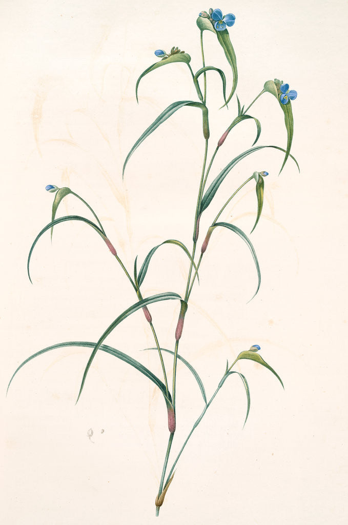 Detail of Commelina dianthifolia, Comméline à feuilles d'œillet, Birdbill Dayflower by Pierre Joseph Redouté