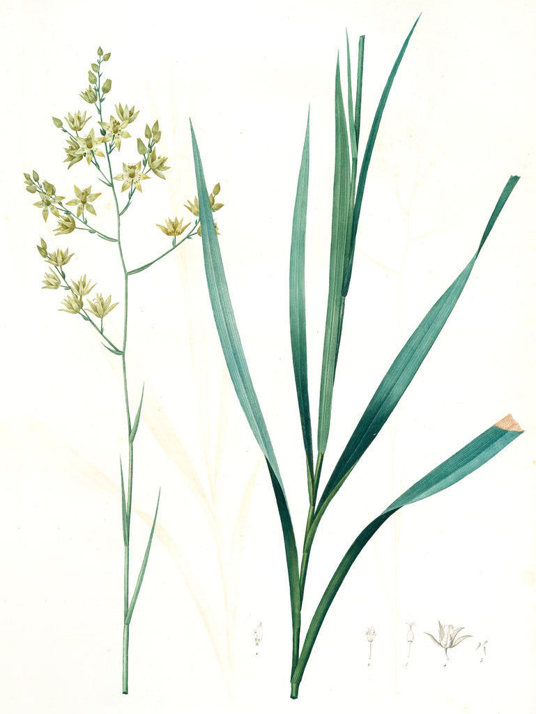 Detail of Zigadenus glaberrimus, Zigadene lisse, Sandbog deathcamas by Pierre Joseph Redouté