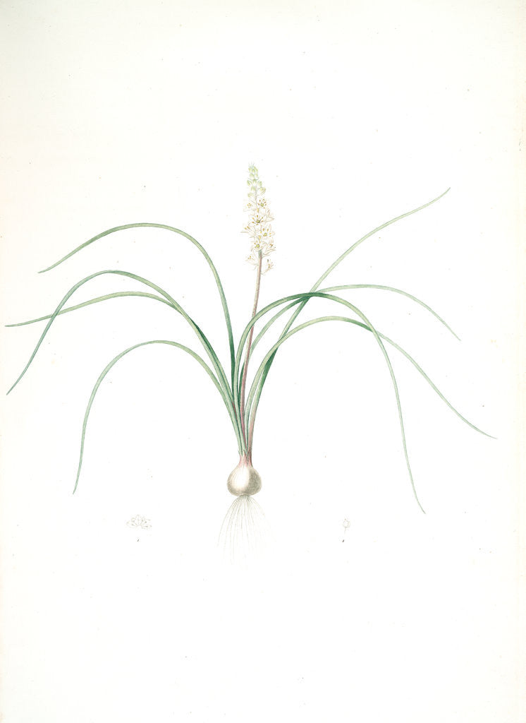 Detail of Lachenalia angustifolia, Lachenale à feuilles étroites; Cape Cowslip by Pierre Joseph Redouté