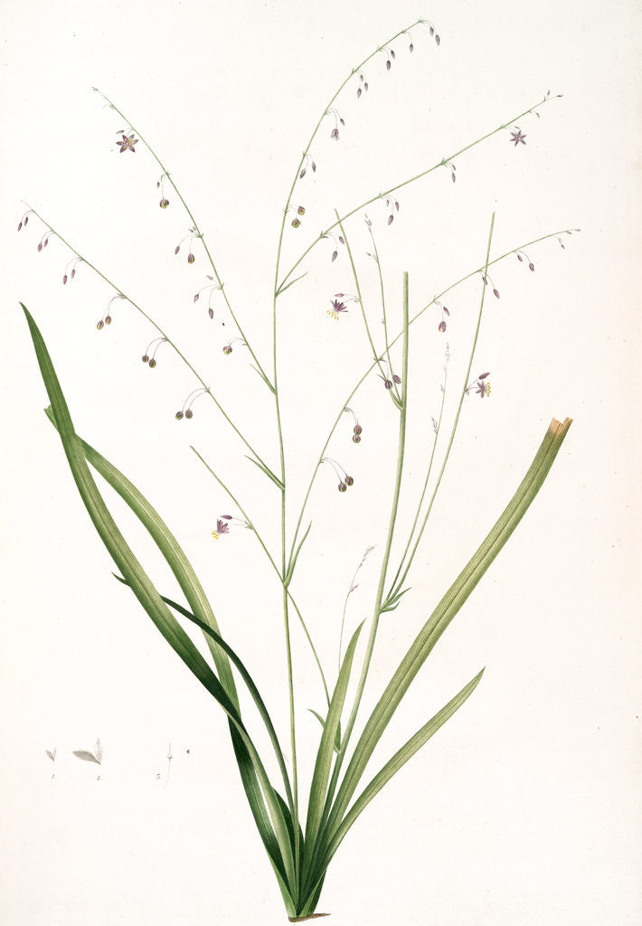 Detail of Phalangium pendulum, Arthropodium paniculatum; Phalangére à fleurs pendantes by Pierre Joseph Redouté