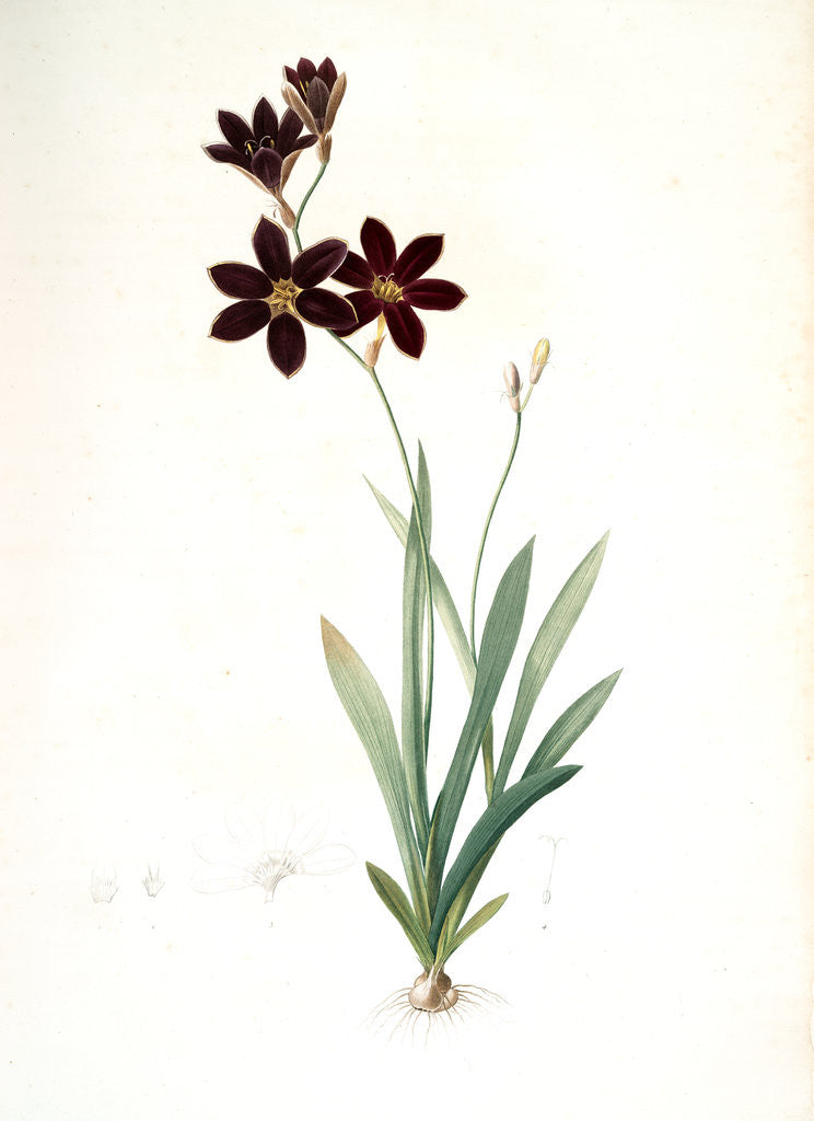 Detail of Ixia grandiflora, Ixia à grande fleur by Pierre Joseph Redouté