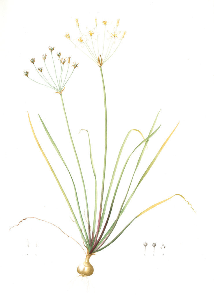 Detail of Allium straitum, Nothoscordum bivalve; Ail strié, False garlic; Crow Poison by Pierre Joseph Redouté