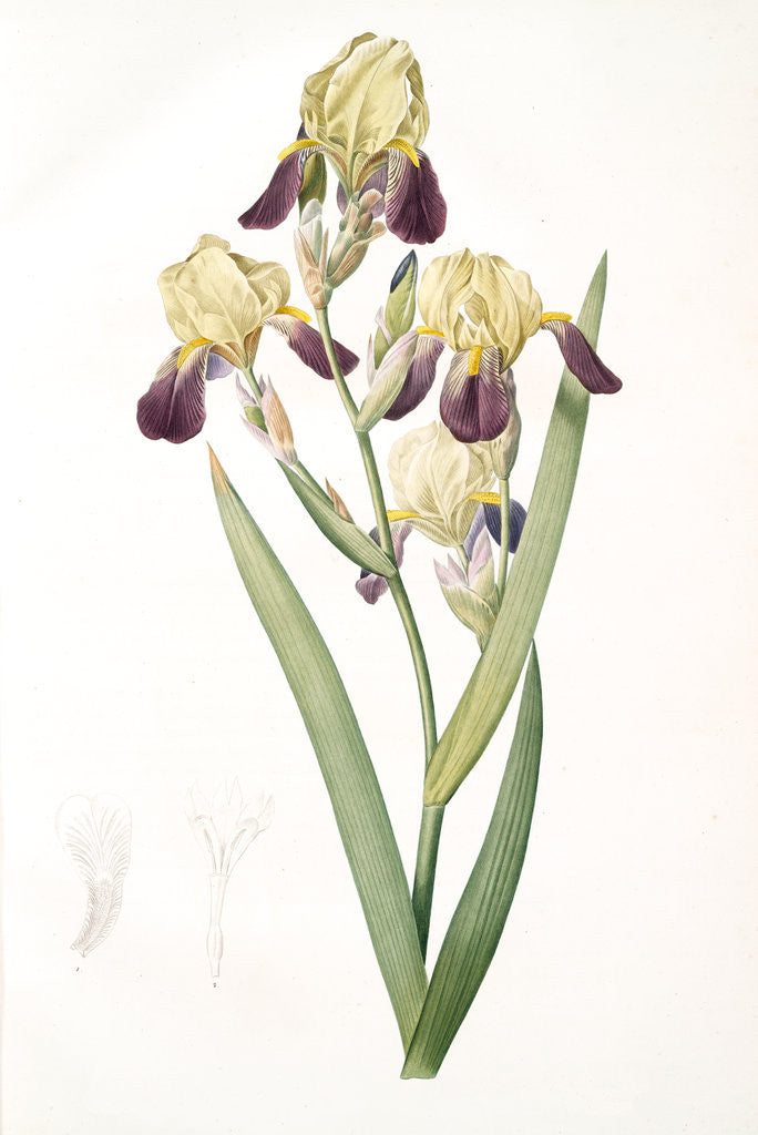 Detail of Iris squalens, Iris sale, Brown-flowered Iris by Pierre Joseph Redouté