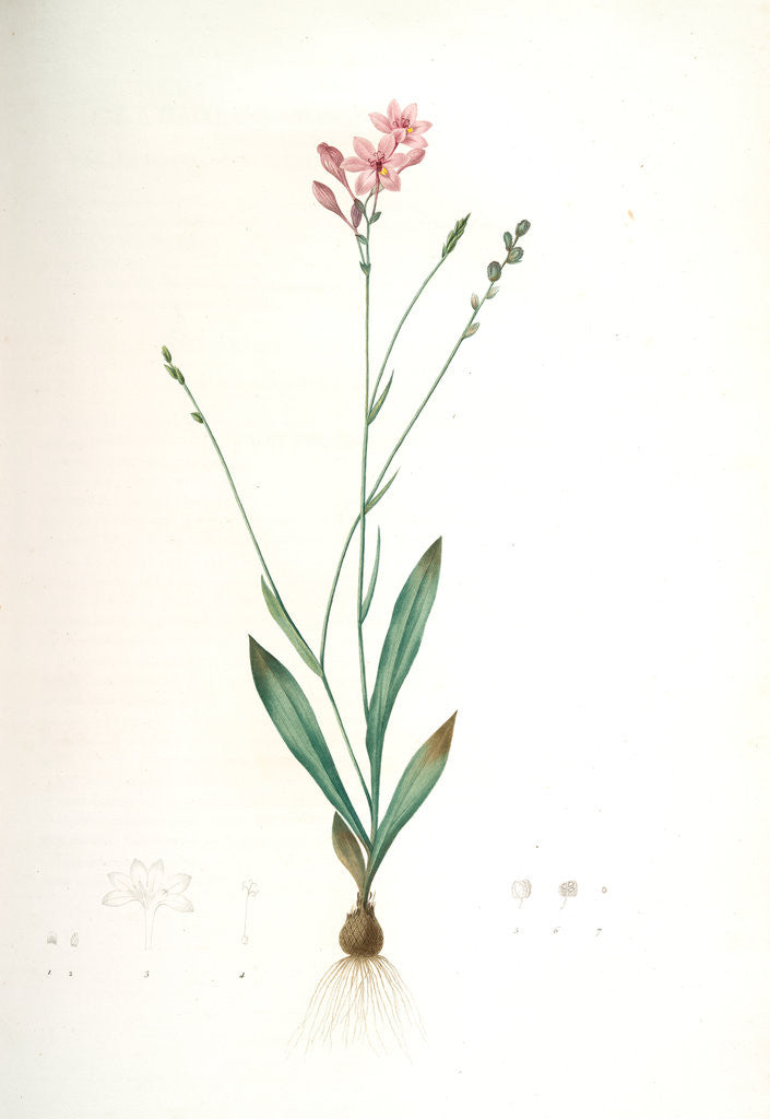Detail of Gladiolus junceus, Lapeyrousia juncea; Glaïeul jonc by Pierre Joseph Redouté