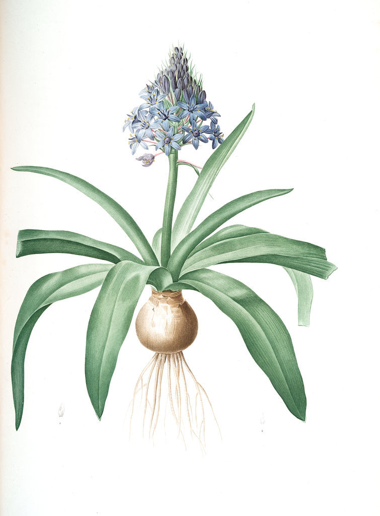 Detail of Scilla peruviana, Scille de Pérou; Cuban Lily or Peruvian Jacinth by Pierre Joseph Redouté