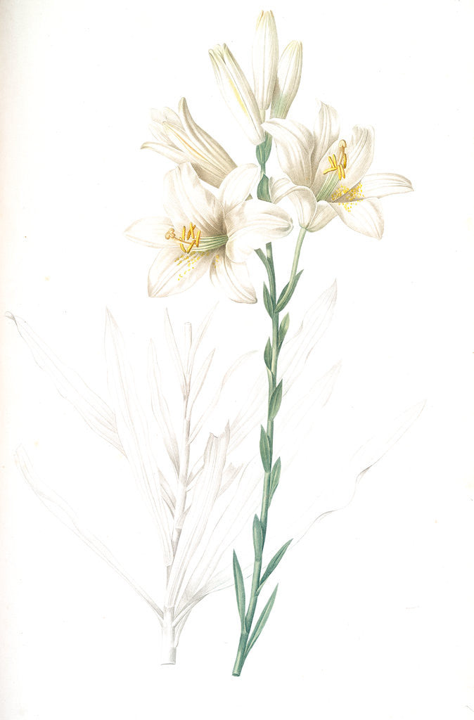 Detail of Lilium candidum, Lis blanc; Maddona lily by Pierre Joseph Redouté