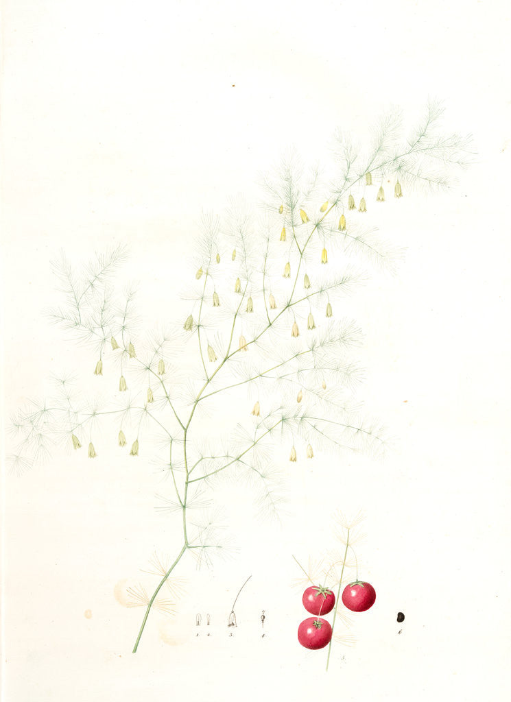 Detail of Asparagus tenuifolius, Asperge à feuilles menues by Pierre Joseph Redouté