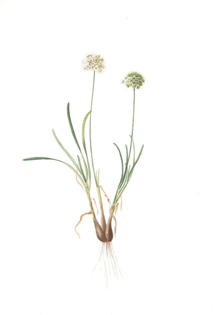 Detail of Allium carolinianum, Ail de Caroline by Pierre Joseph Redouté