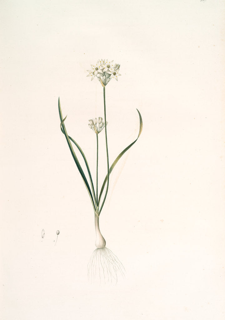 Detail of Allium triquetrum, Ail triangulaire, Three-cornered leek by Pierre Joseph Redouté