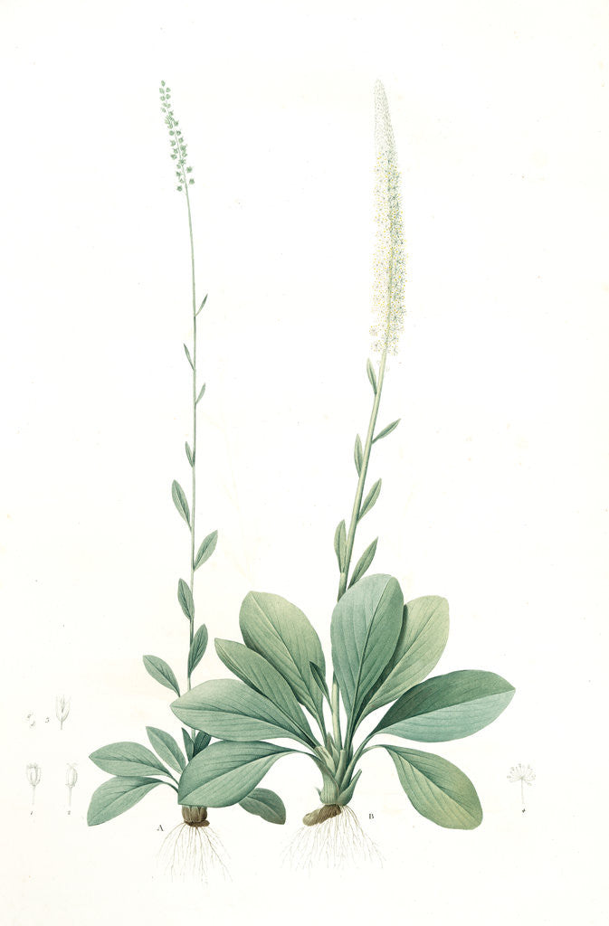 Detail of Ophiostachys virginica, Chamaelirium luteum;Ophiostachys de Virginie; Blazing-Star or Devil's Bit, Fairywand by Pierre Joseph Redouté