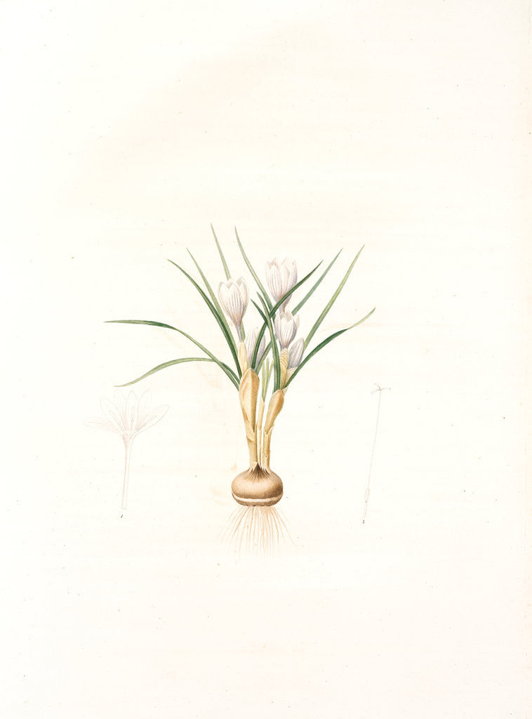 Crocus biflorus, Safran à deux fleurs; Scotch Crocus by Pierre Joseph Redouté