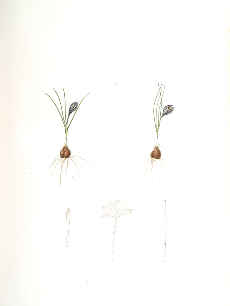 Detail of Crocus minimus, Safra nain, Smaller saffron by Pierre Joseph Redouté