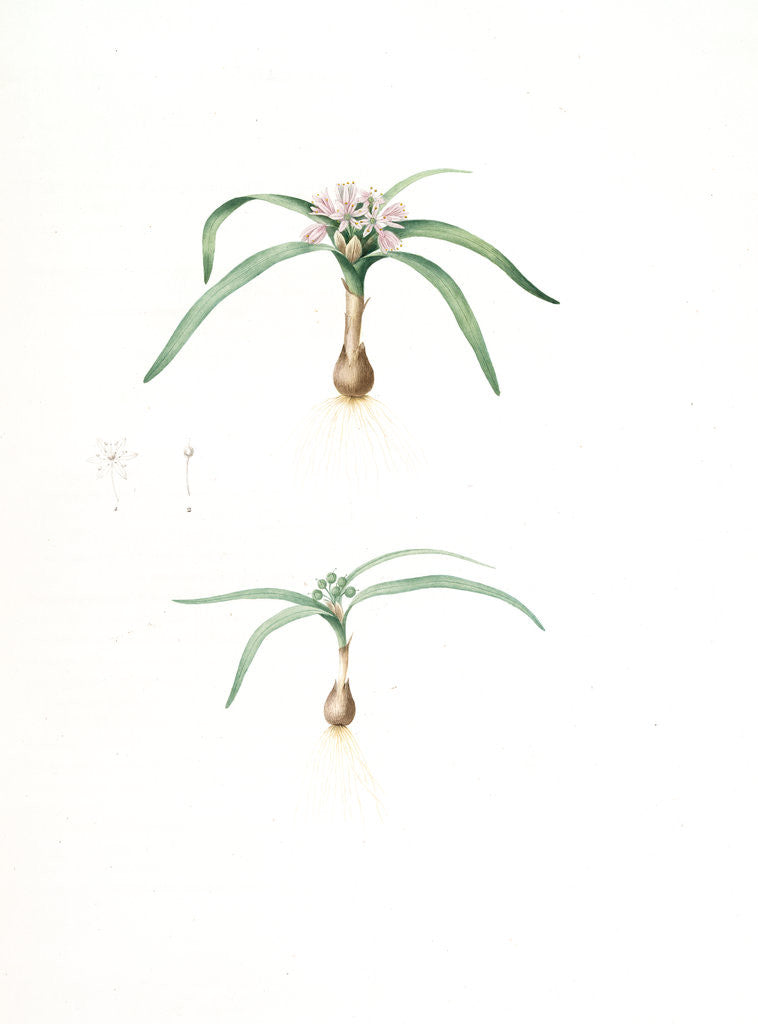 Detail of Allium Chamaemoly, Allium chamae-moly; Ail faux-moly by Pierre Joseph Redouté