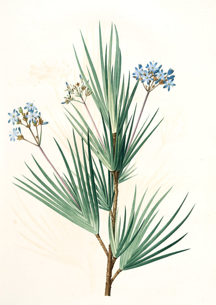 Detail of Witsenia corymbosa, Nivenia corymbosa Witsenia panicule by Pierre Joseph Redouté