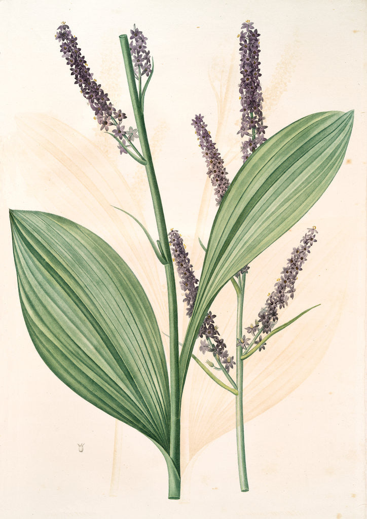Detail of Veratrum nigrum, Vératre noir by Pierre Joseph Redouté